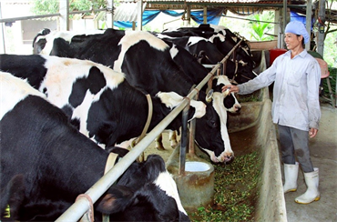 Chế độ ăn nhiều thịt và các sản phẩm sữa làm gia tăng lượng khí thải CO2