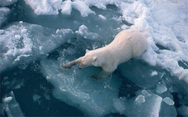 Lượng băng bao phủ ở Bắc Băng Dương giảm xuống mức thấp kỷ lục
