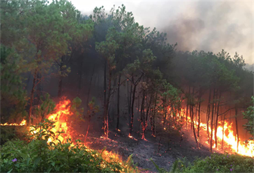 Thế giới đối mặt với nguy cơ xảy ra nhiều vụ cháy rừng nghiêm trọng hơn