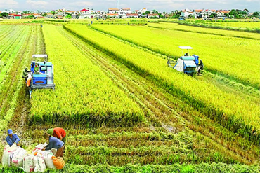 75 năm nông nghiệp Việt Nam: Nền tảng, trụ đỡ của nền kinh tế