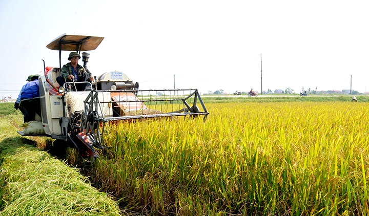 Sản xuất nông nghiệp công nghệ cao Quy mô nhỏ hiệu quả cao