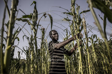 Châu Phi kêu gọi hành động khẩn cấp nhằm giải quyết tình trạng mất an ninh lương thực