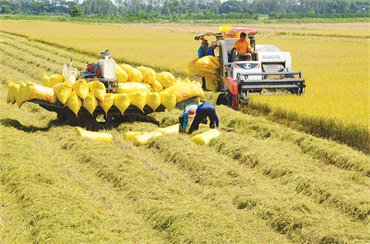 Thúc đẩy các giải pháp đảm bảo an ninh lương thực bền vững