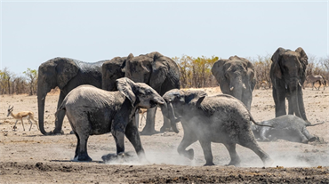 Báo động xung đột giữa con người và động vật hoang dã tại châu Phi