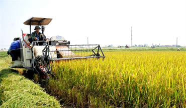 Một số mô hình về tích tụ, tập trung đất đai, phát triển nông nghiệp công nghệ cao có hiệu quả ở tỉnh Ninh Bình