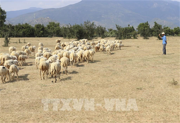 Bảo vệ môi trường: Chăn thả quá mức đe dọa các vùng đất khô cằn