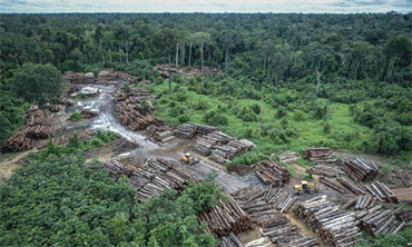 Không hy sinh rừng để phát triển kinh tế - xã hội: Việt Nam lựa chọn lối hài hòa, cân bằng sinh thái  ​