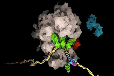 Giới khoa học Thụy Sĩ phát hiện điểm yếu quan trọng của virus SARS-CoV-2