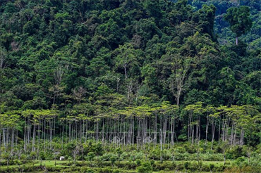 Nhiệt độ tăng cao khiến rừng nhiệt đới dần mất khả năng hấp thụ CO2